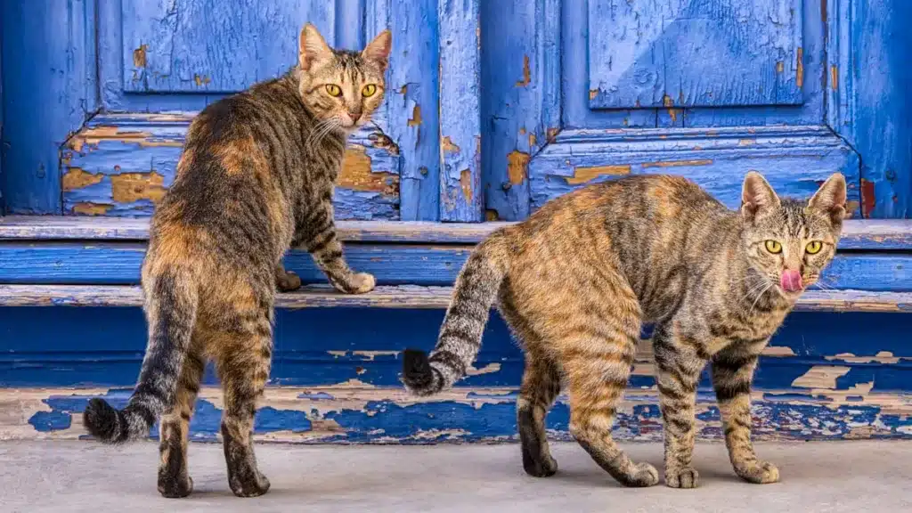 gatos-callejeros