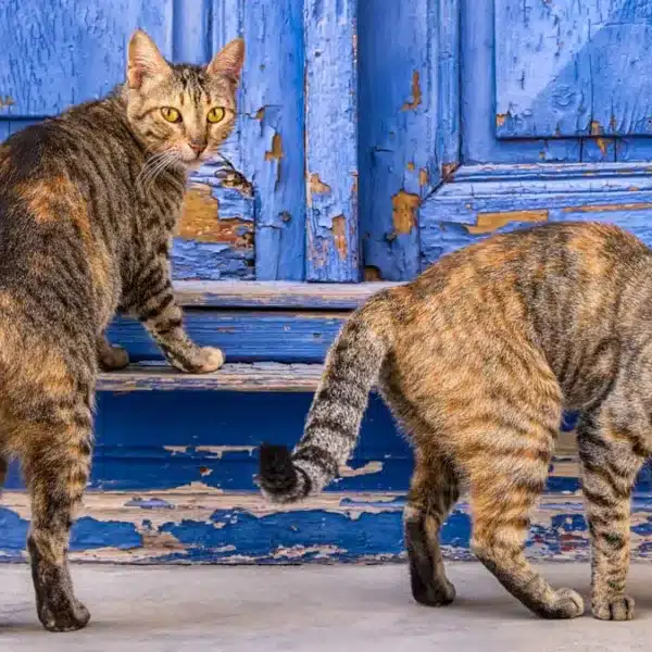 gatos-callejeros
