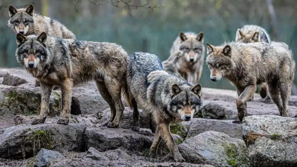 Manada de lobos grises europeos.