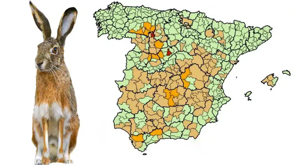 Situación de la mixomatosis en liebres en España