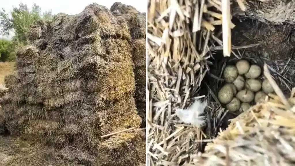 El nido de la perdiz en la pila de pacas de paja.