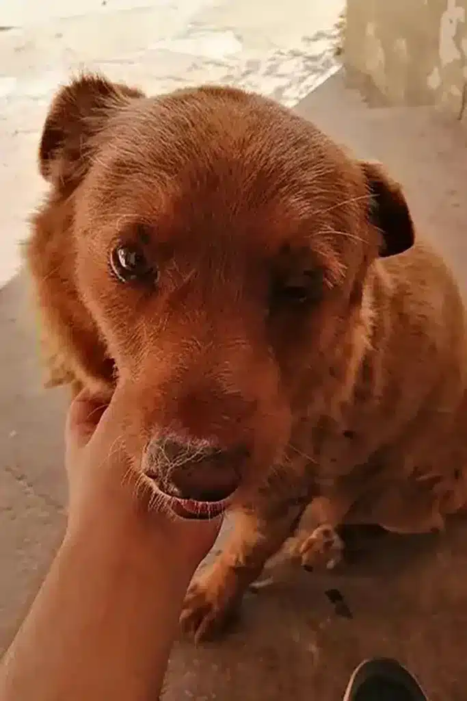 Bobi, el perro más viejo del mundo, en 2023