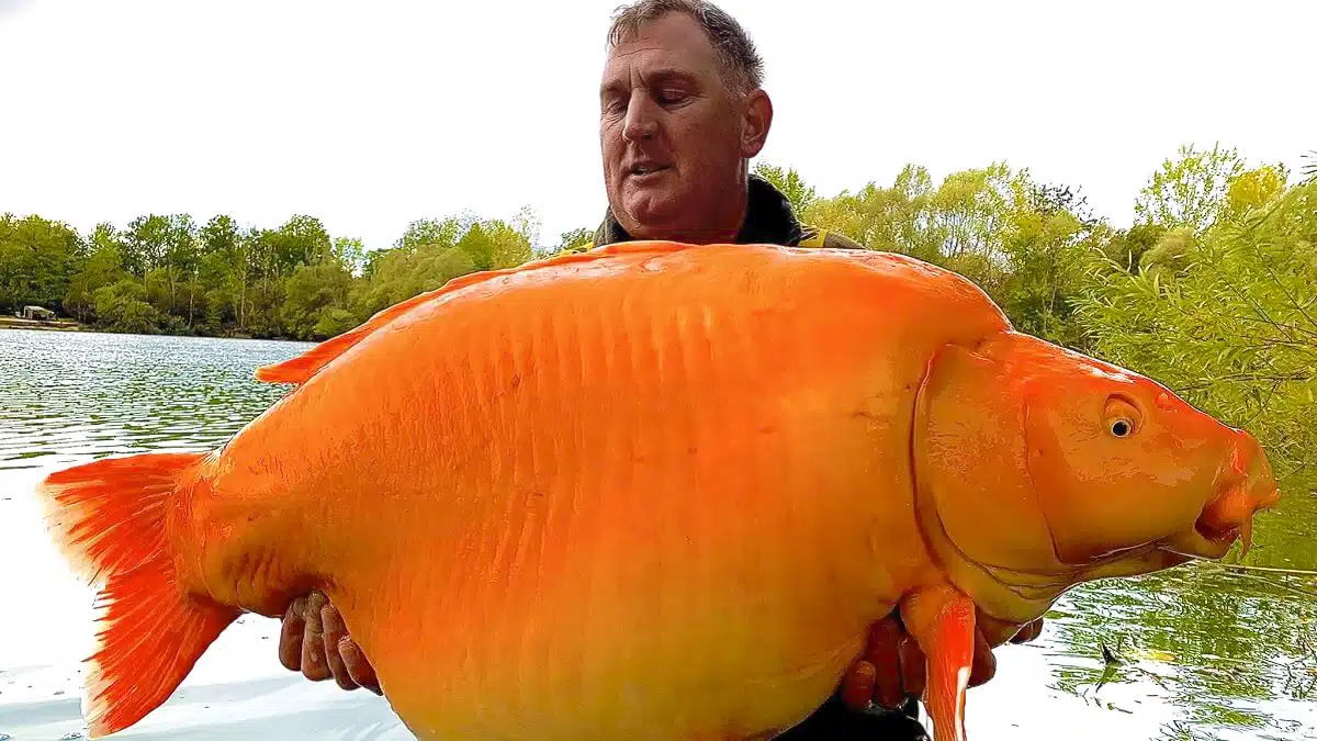 Orange carp weighing more than 30 kilos, one of the largest in Europe,  caught