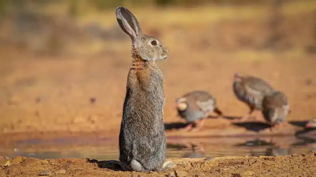 perdiz-roja-conejo