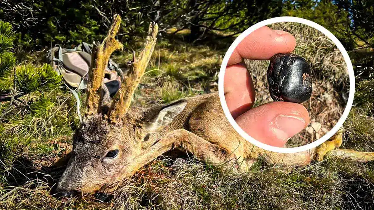 12yearold roe deer hunted with a bezoar stone inside it
