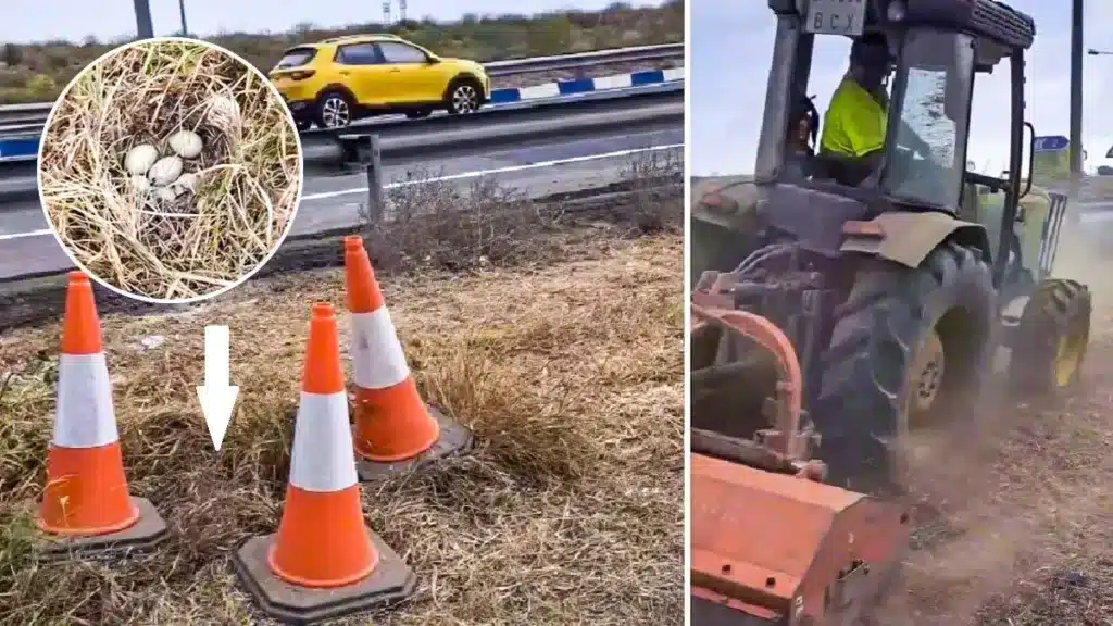 trabajadores de carreteras señalizan y respetan nido de pato