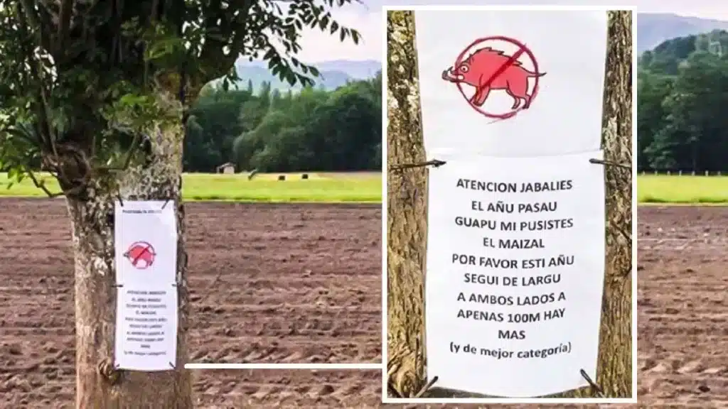 cartel agricultor daños jabalíes