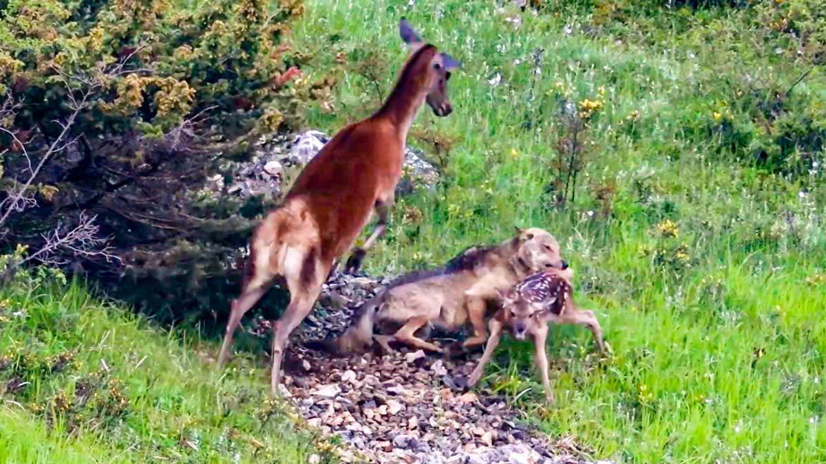 Una cámara graba cómo un lobo va de caza tras varias ciervas