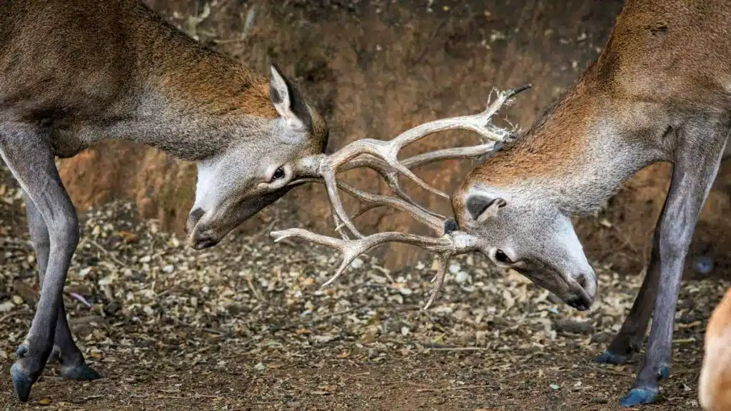 Dos ciervos se enfrentan en un parque nacional.