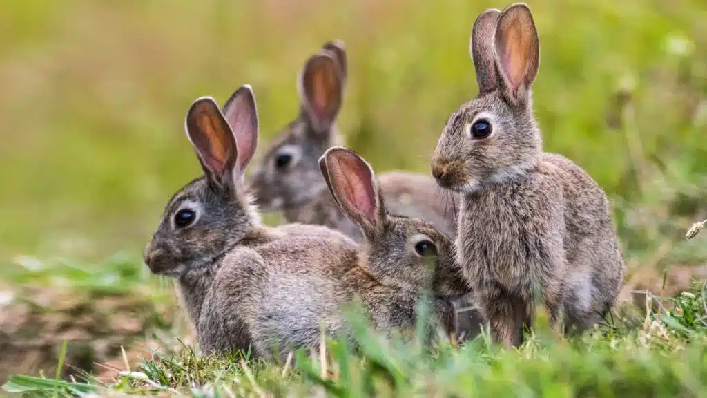 Conejos de monte. © Shutterstock