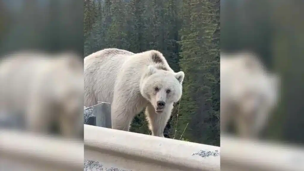 Imagen del increíble oso grizzly blanco
