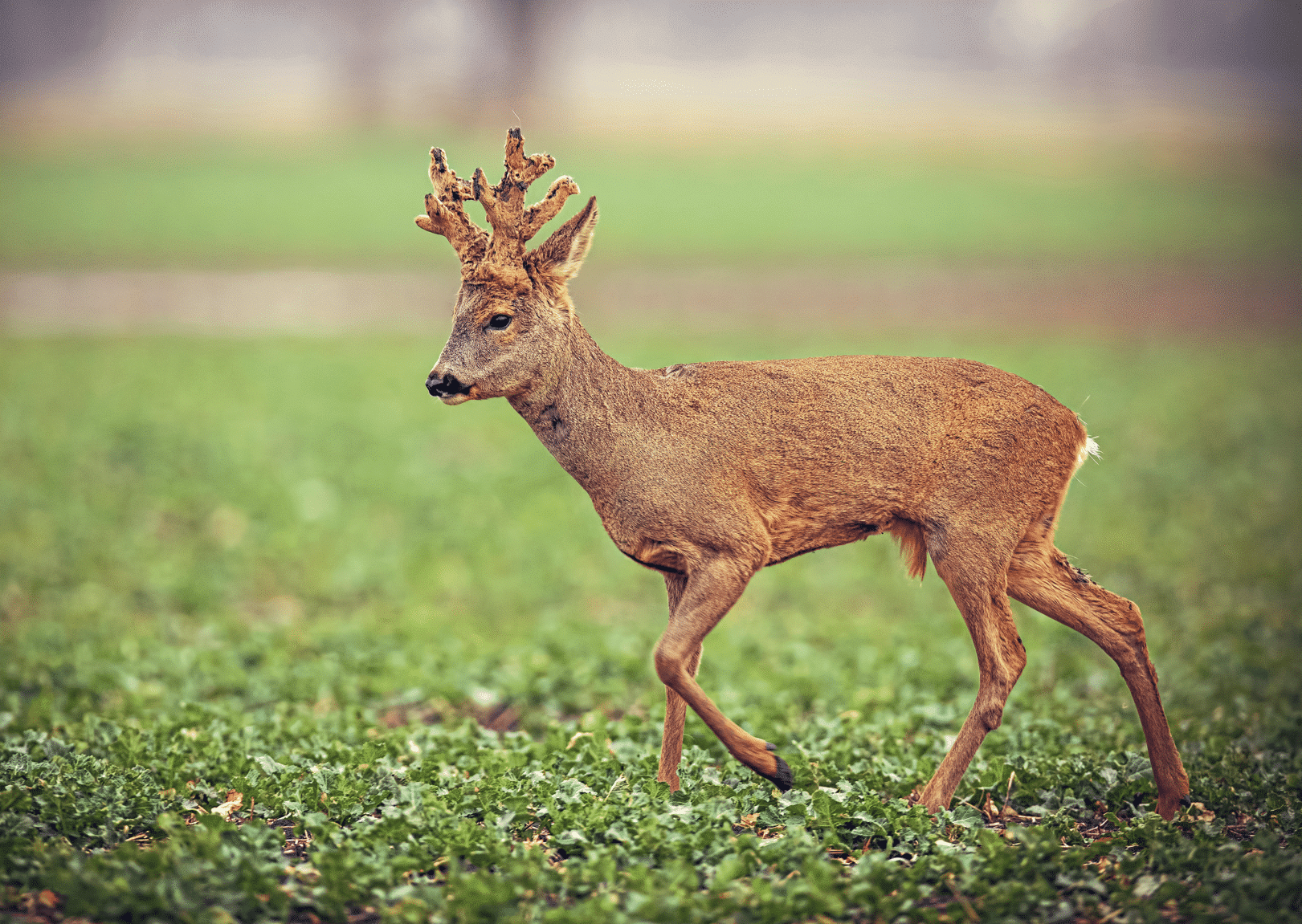 Diez corzos con los que cualquier cazador sueña (y no son oro)