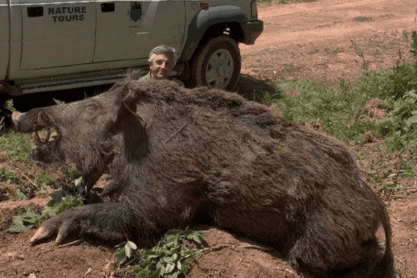 Los 10 jabalíes cazados más grandes del mundo