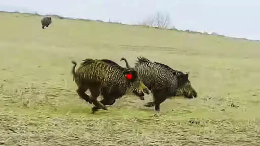 triplet of wild boars with two shots