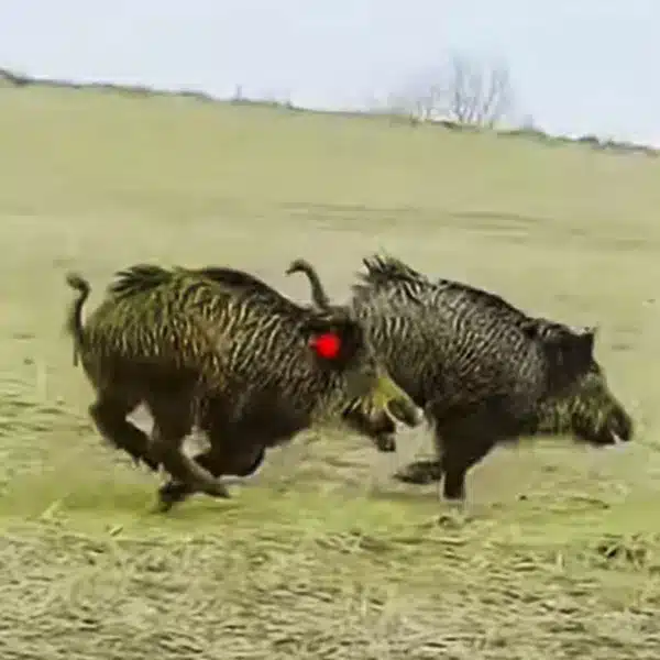triplet of wild boars with two shots