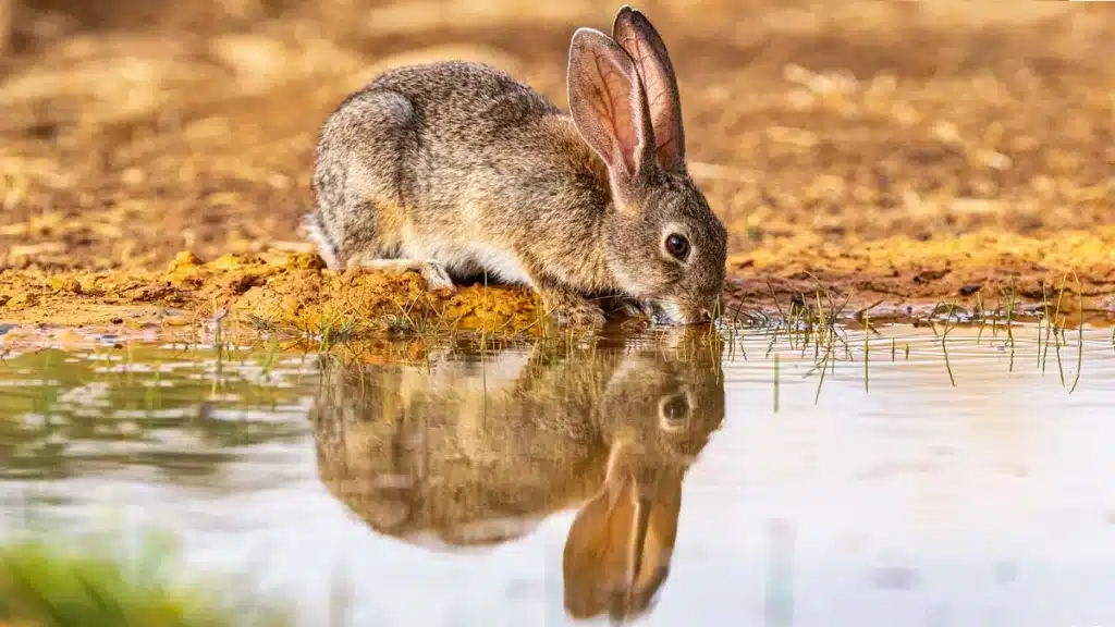 Un conejo bebe en una charca de agua.