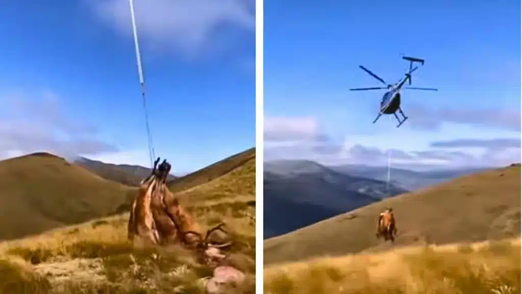 El helicóptero llevándose al ciervo recién cazado