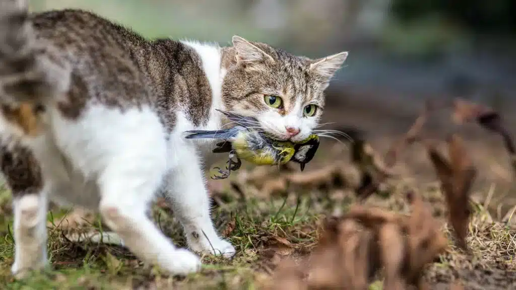 Un gato asilvestrado tras cazar un pájaro.