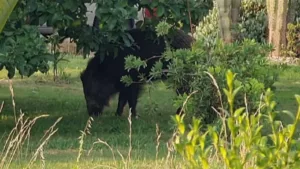 Bélgica empieza a autorizar la caza de jabalíes en jardines privados ante su irrupción en zonas habitadas