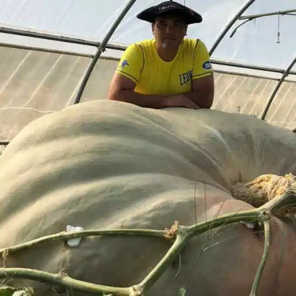 El agricultor con una de sus calabazas gigantes
