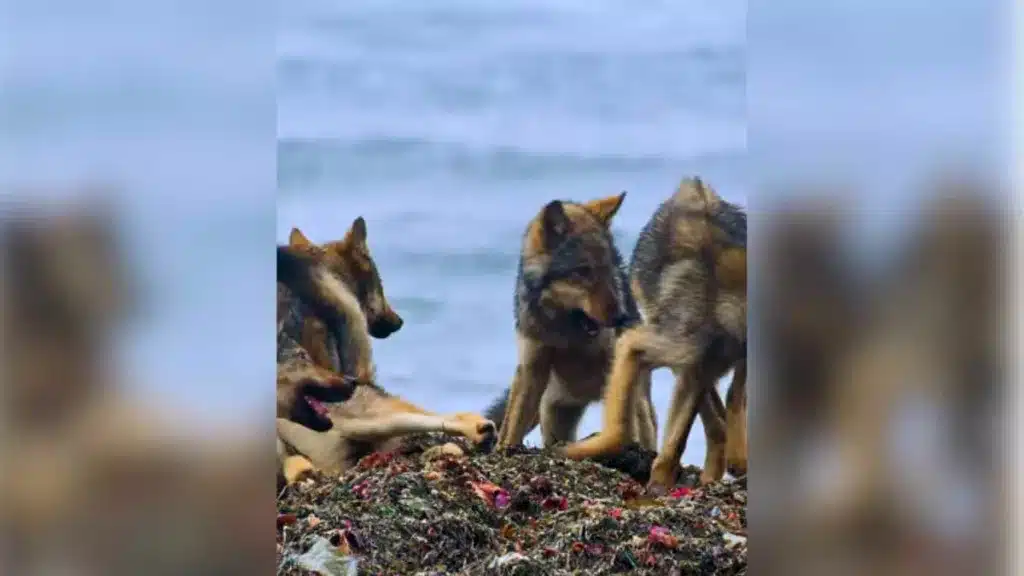 Los lobos jugando junto al mar
