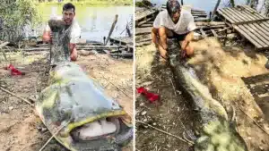 Pescan uno de los monstruos del río Ebro: un siluro de más de 2 metros y 80 kilos