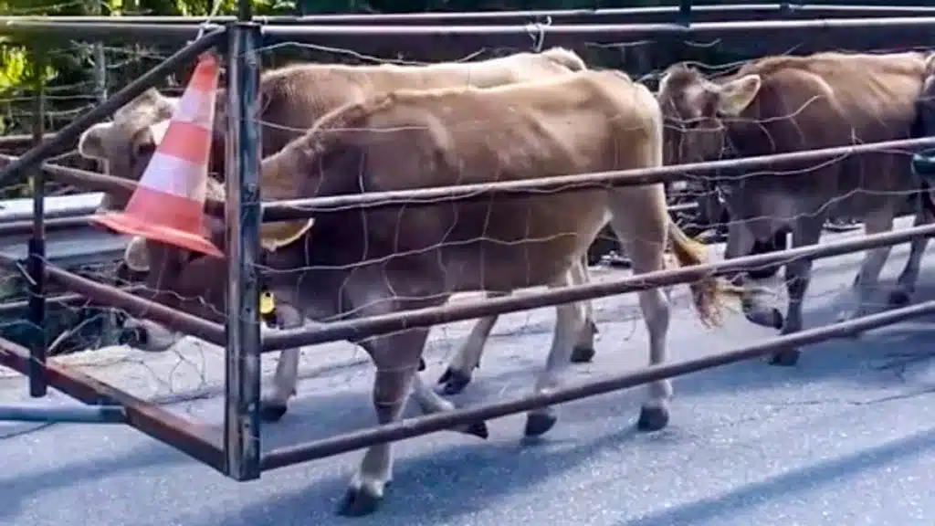 Las vacas en la parte trasera del tractor.