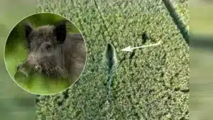 Una imagen del video del jabalí grabado por el dron.