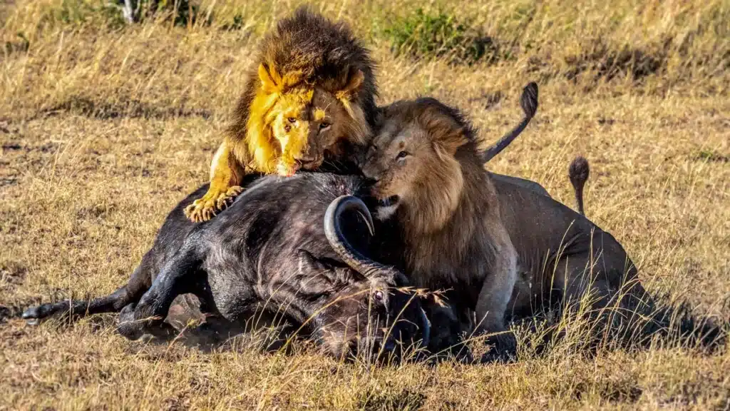 Dos leones dando caza a un búfalo.