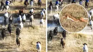 Una liebre se estrella contra una manada de toros bravos en mitad de un encierro