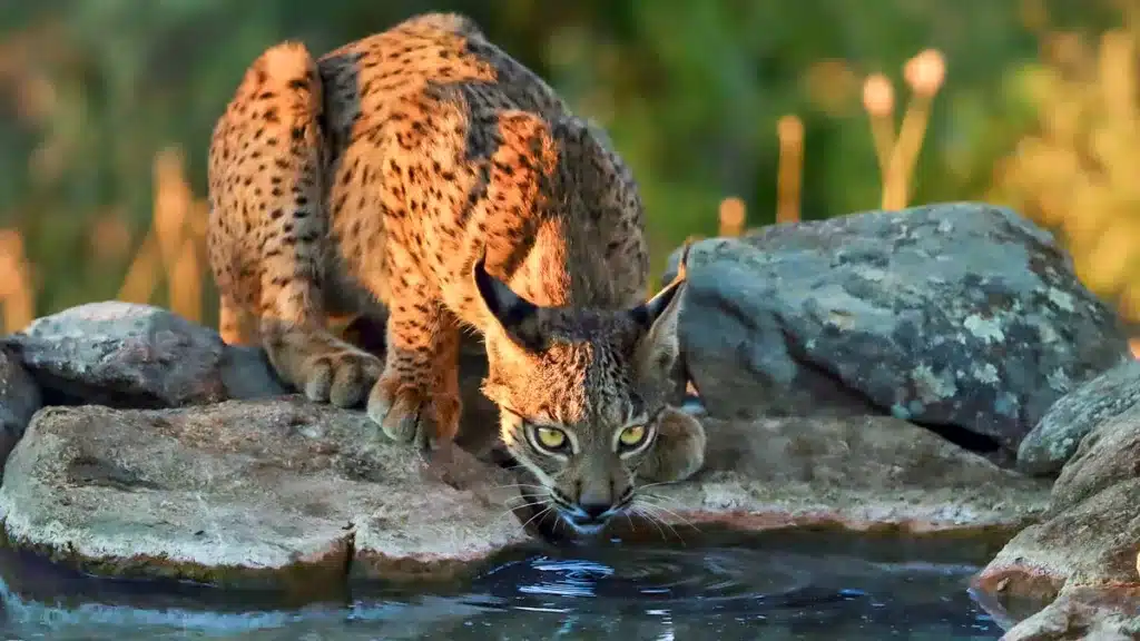 Lince ibérico bebiendo en una fuente hecha por cazadores.