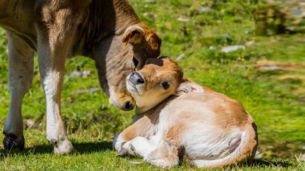 Más de 400 vacas mueren al día por la enfermedad hemorrágica en Extremadura