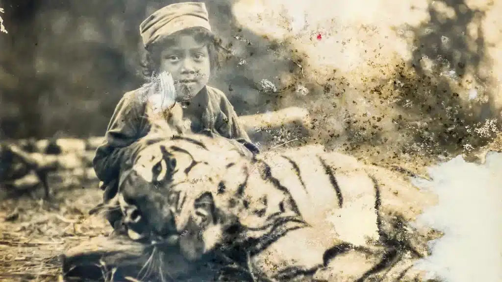 Un niño aldeano posa con la tigresa que devoró a 150 personas.