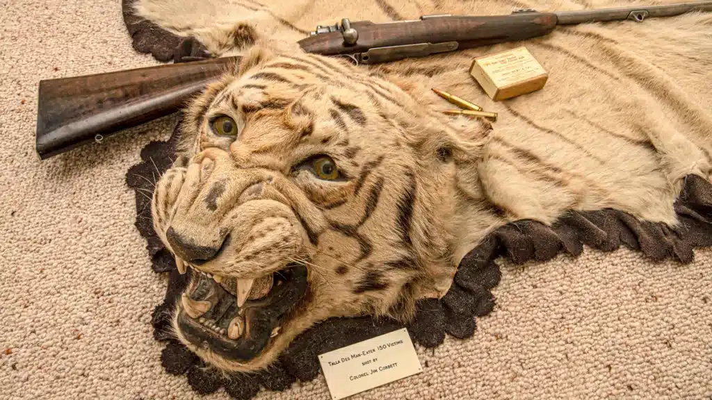 La tigresa devorahombres que mató a 150 personas junto al rifle que la abatió.