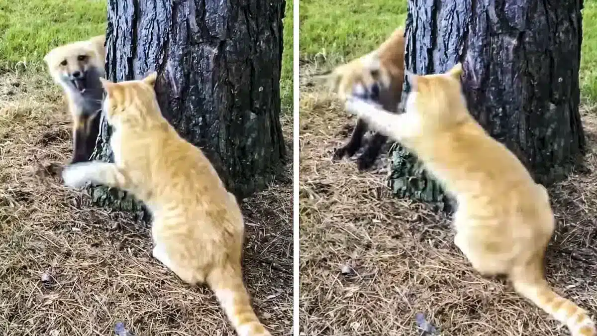 los zorros son más como perros o gatos