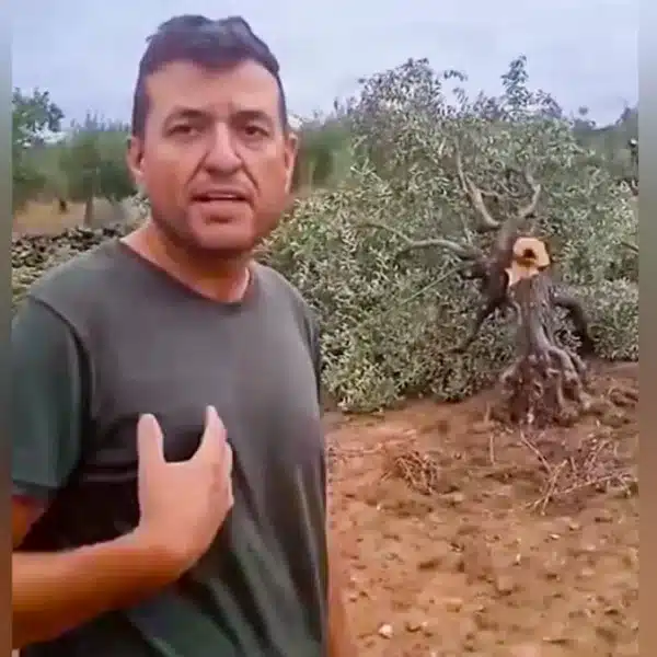 El agricultor ante uno de sus olivos cortados.
