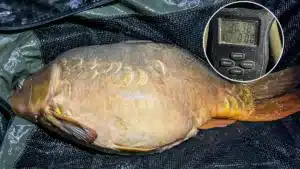 Pescan en Cáceres una carpa de proporciones asombrosas: pesa más de 30 kilos