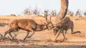 Dos ciervos en celo se enfrentan en berrea: el fotón que ha ganado el concurso de caza fotográfica de Fedexcaza