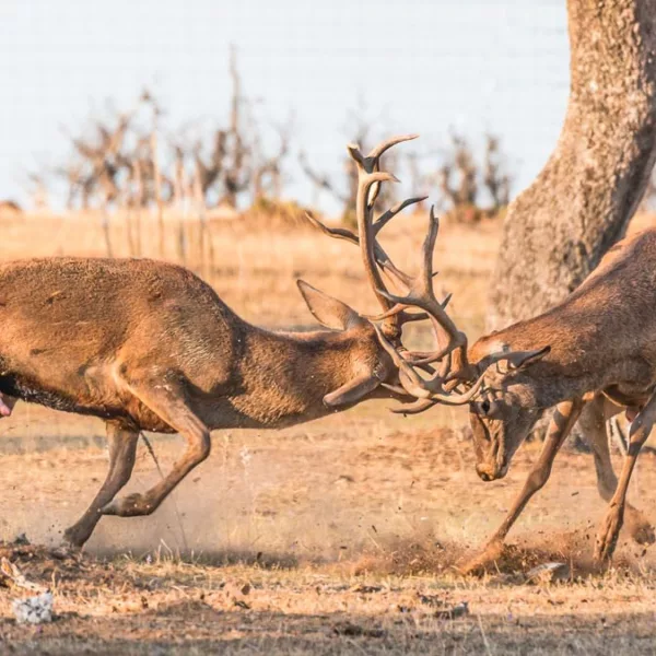 Dos ciervos en celo se enfrentan en berrea: el fotón que ha ganado el concurso de caza fotográfica de Fedexcaza