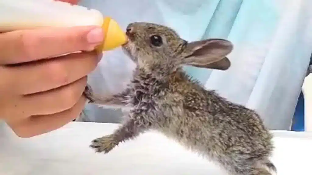 Uno de los conejos bebiendo del biberón