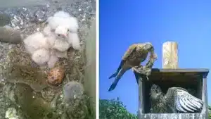 Demuestran que las cajas-nido para aves rapaces ayudan a controlar las plagas de topillos