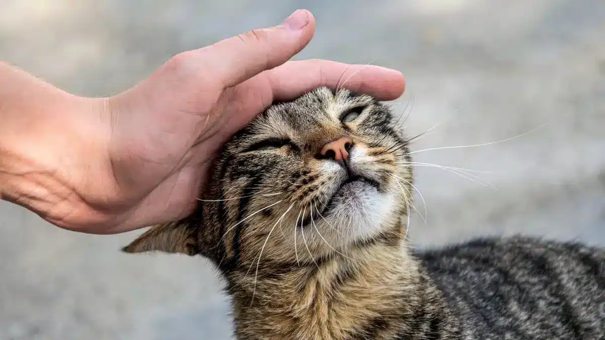 Coger un gato de la calle y quedárselo podrá ser multado con hasta 50.000  euros según la ley animalista