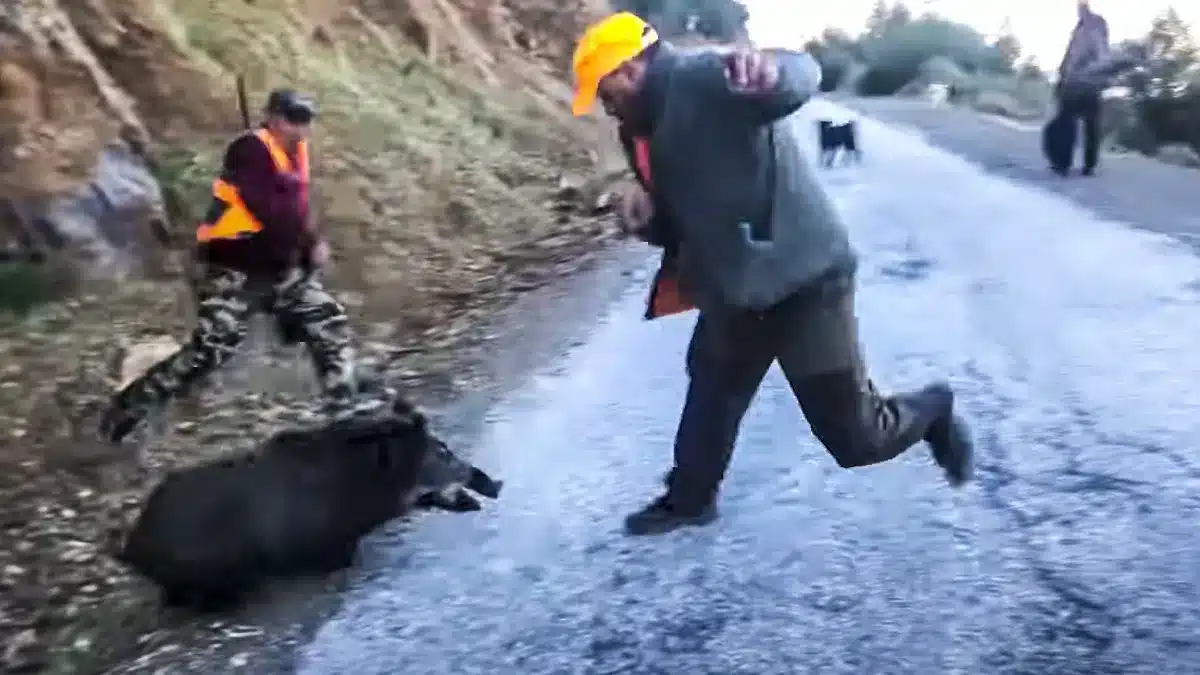 Un jabalí recién abatido se levanta y ataca a un cazador