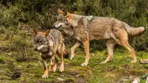 Los ataques del lobo se disparan un 30% en Castilla y León desde que se prohibió su caza