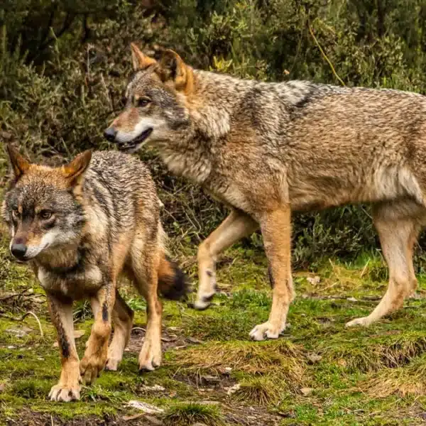 ARRECAL pide al Gobierno de la Rioja que acabe con el blindaje del lobo y compatibilice su gestión con la caza