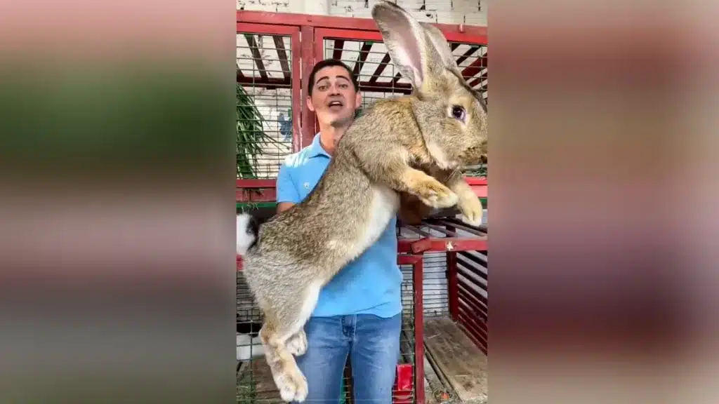 El conejo gigante.