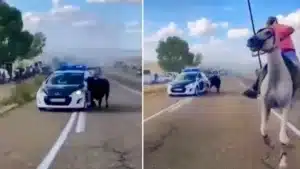 Un toro embiste contra un coche patrulla de la Guardia Civil en Valladolid
