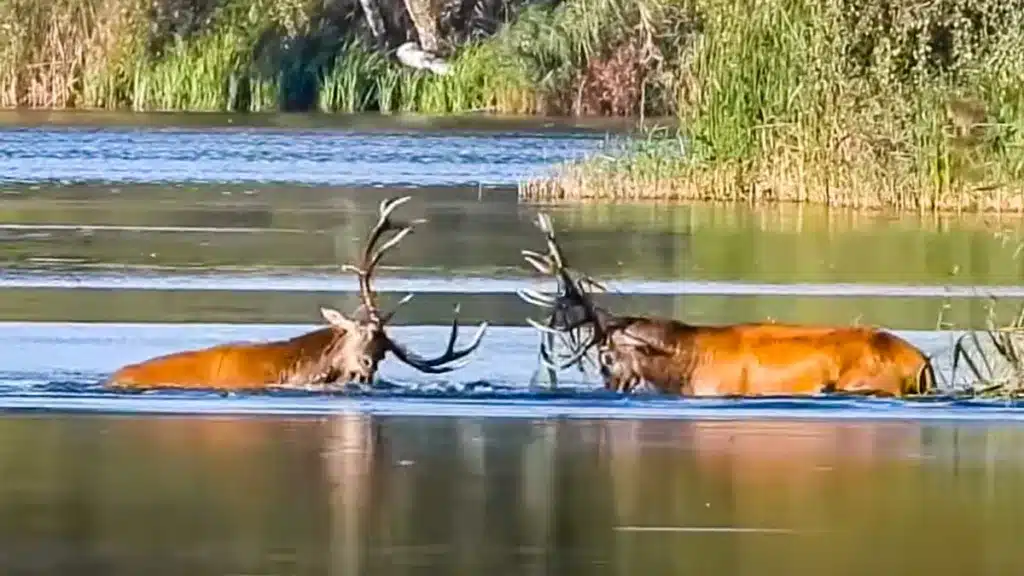 Los dos ciervos durante la pelea.