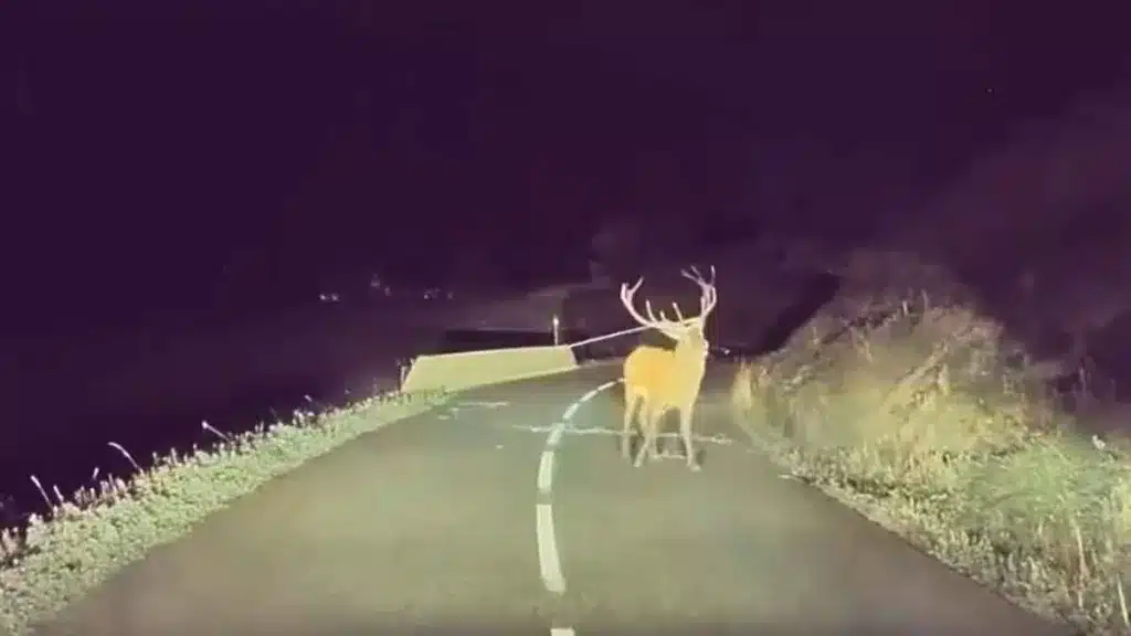 El ciervo enredado en medio de la carretera
