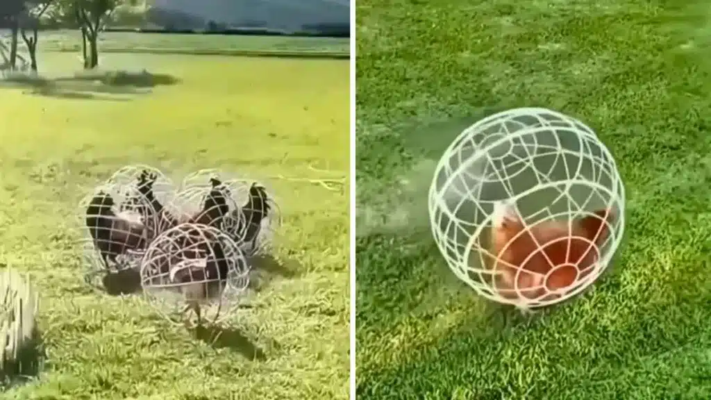 Las gallinas en las jaulas esféricas